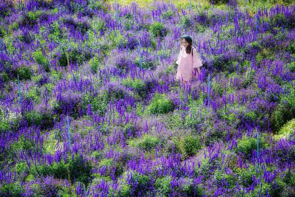 Khu Vườn Lavender Đ&agrave; Lạt