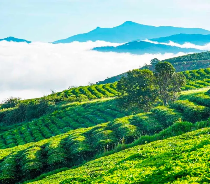 Cầu Đất Farm, nông trại 100 tuổi giữ trọn tình yêu với lá trà xanh