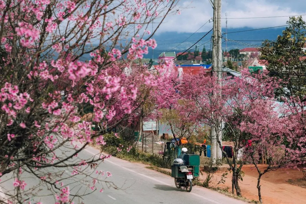 Ấn tượng cung đường rợp b&oacute;ng mai anh đ&agrave;o Đ&agrave; Lạt tr&ecirc;n dốc Đa Qu&yacute; 4