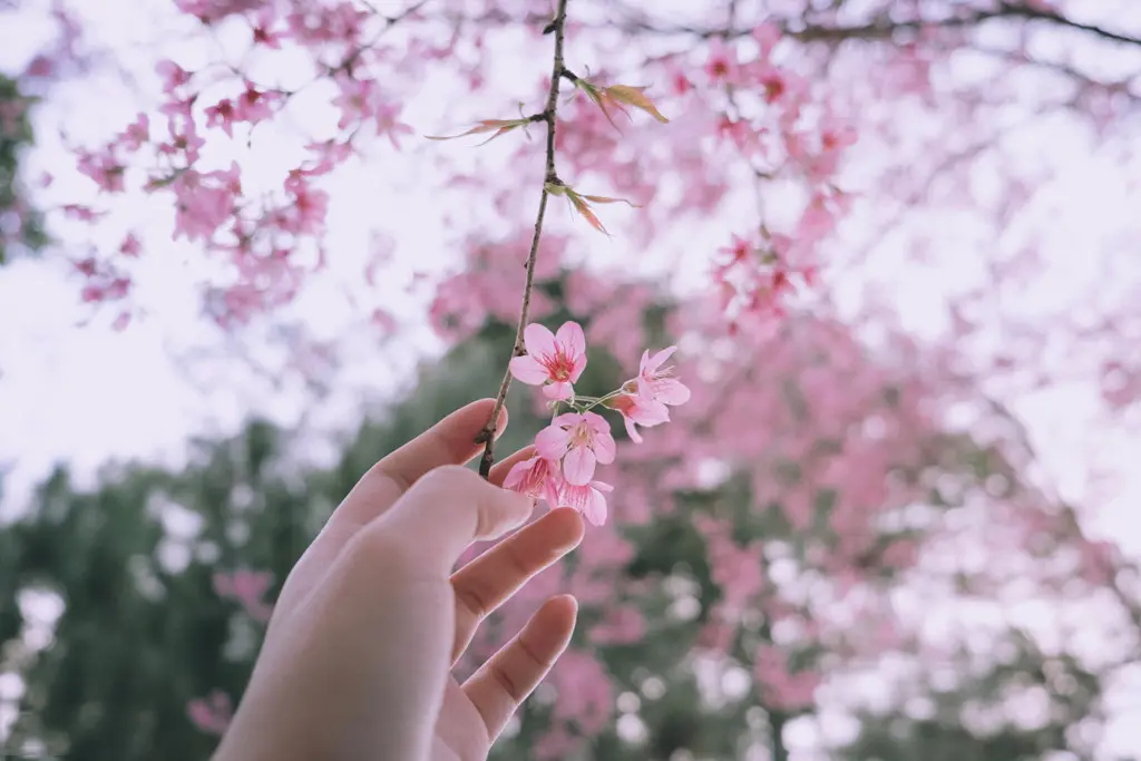 Ấn tượng cung đường rợp b&oacute;ng mai anh đ&agrave;o Đ&agrave; Lạt tr&ecirc;n dốc Đa Qu&yacute; 3