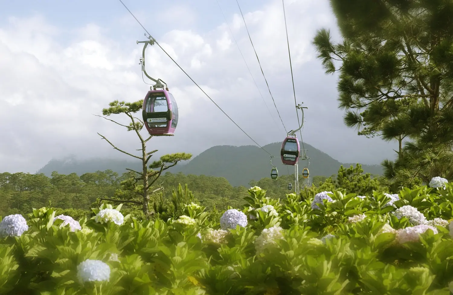 C&aacute;p treo Đ&agrave; Lạt - Trải nghiệm bắt trọn khung cảnh Đ&agrave; Lạt mờ sương từ tr&ecirc;n cao 9