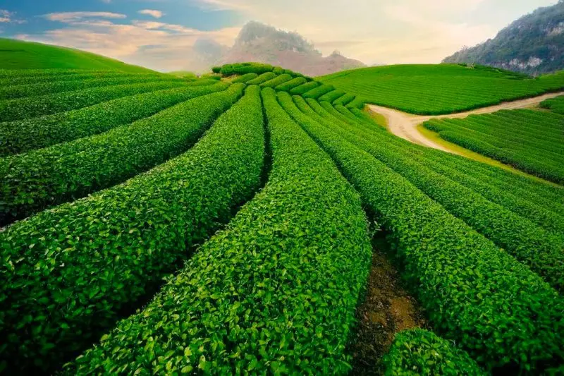 Cầu Đất Farm, nông trại 100 tuổi giữ trọn tình yêu với lá trà xanh 3