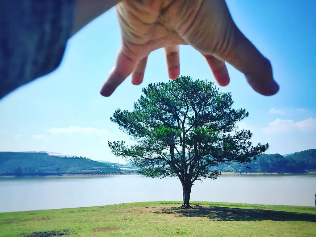 Cây cô đơn Đà Lạt - Đã 'độc thân' lại phải đều đặn mỗi ngày làm nền cho các cặp đôi 'check in' 2
