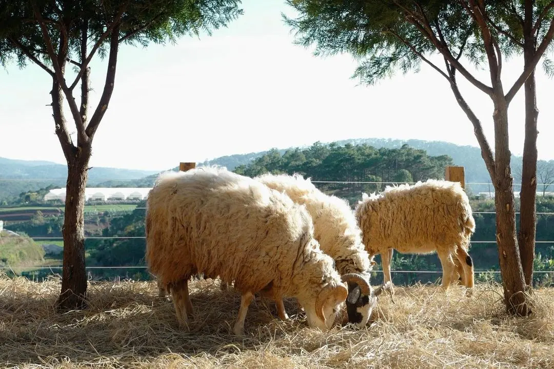 Chika Farm Đ&agrave; Lạt, trải nghiệm l&agrave;m n&ocirc;ng d&acirc;n sống ảo tại trang trại ch&acirc;u &Acirc;u 5