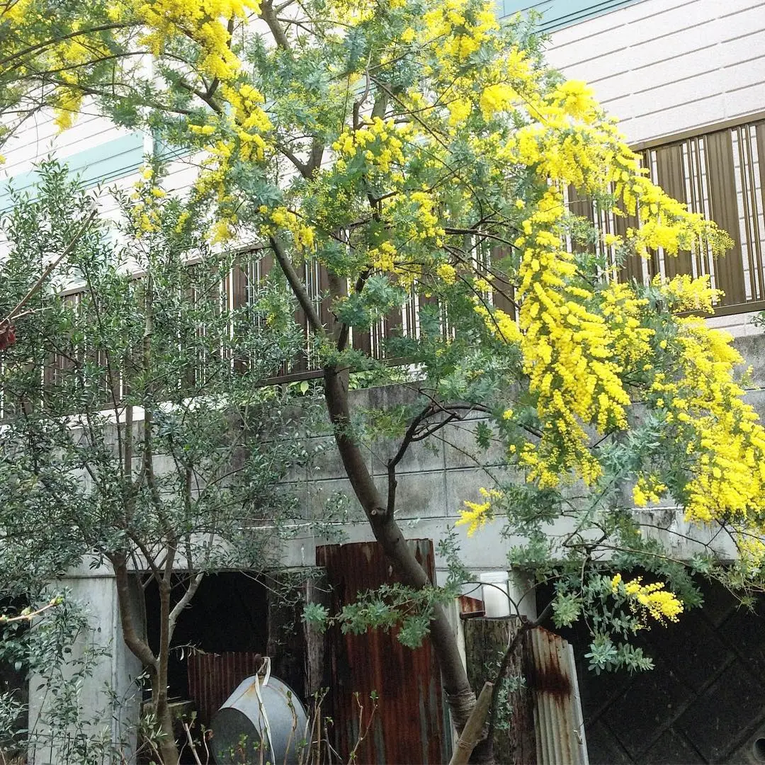 Chinh phục cung đ&egrave;o Mimosa với vẻ đẹp hoang dại nhưng cũng rất mực n&ecirc;n thơ 3