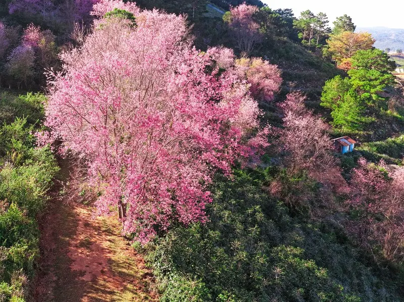 C&ugrave;ng hội bạn &lsquo;xỉu up xỉu down&rsquo; với m&ugrave;a anh đ&agrave;o rực rỡ tại Mộng Đ&agrave;o Nguy&ecirc;n Đ&agrave; Lạt 3