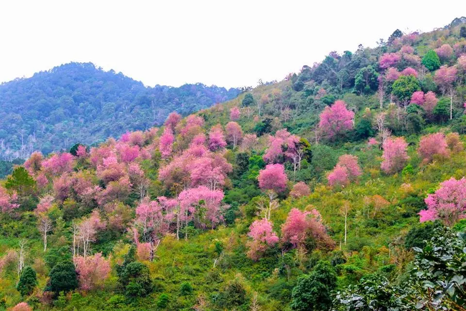 Cùng hội bạn ‘xỉu up xỉu down’ với mùa anh đào rực rỡ tại Mộng Đào Nguyên Đà Lạt 15