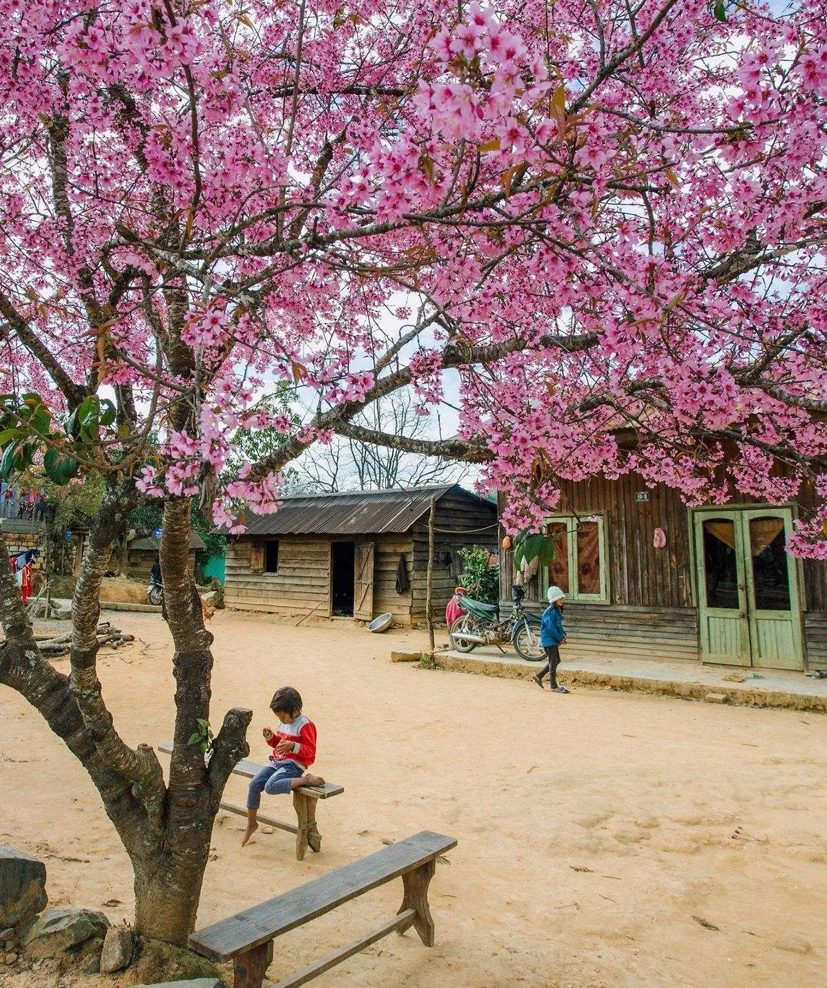 Cùng hội bạn ‘xỉu up xỉu down’ với mùa anh đào rực rỡ tại Mộng Đào Nguyên Đà Lạt 14