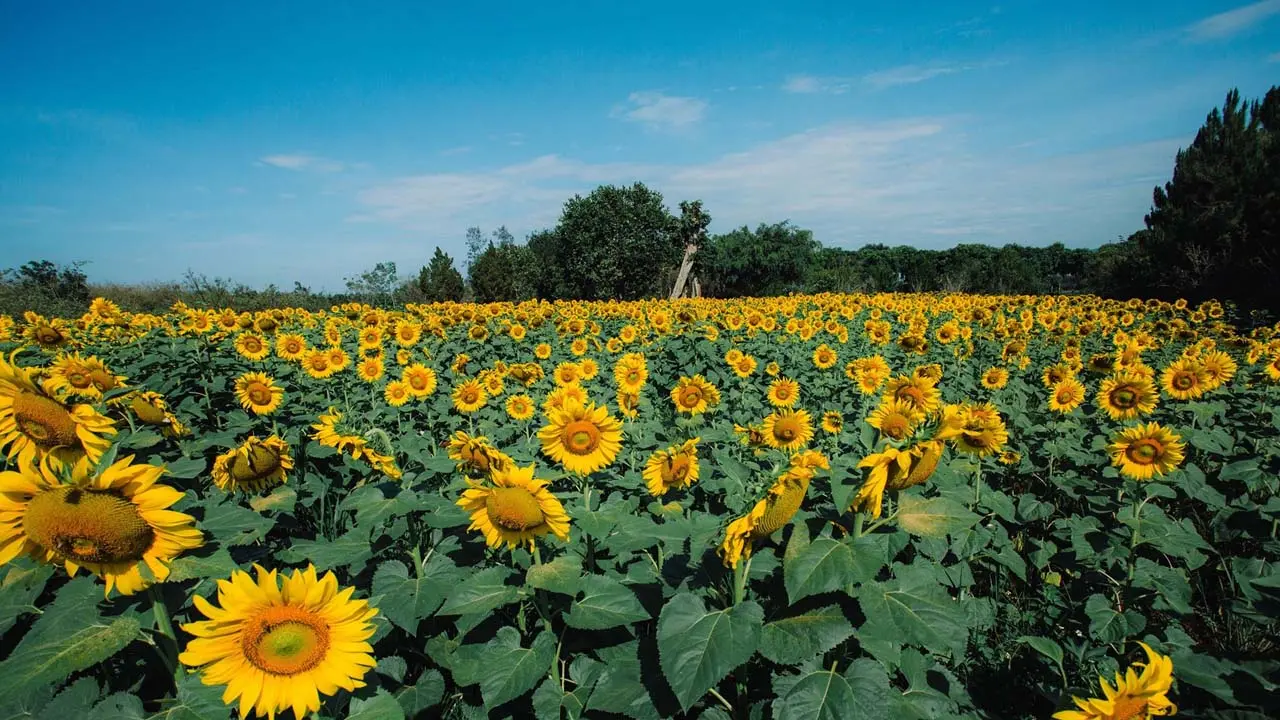 Dalat Milk Farm - N&ocirc;ng trại b&ograve; sữa nổi tiếng với cảnh sắc thi&ecirc;n nhi&ecirc;n thơ mộng 7