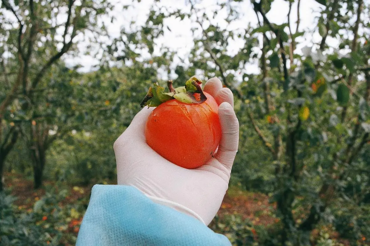 Đi Đ&agrave; Lạt v&agrave;o th&aacute;ng Ch&iacute;n v&agrave; kh&aacute;m ph&aacute; những n&eacute;t đẹp rực rỡ của th&agrave;nh phố mờ sương 3