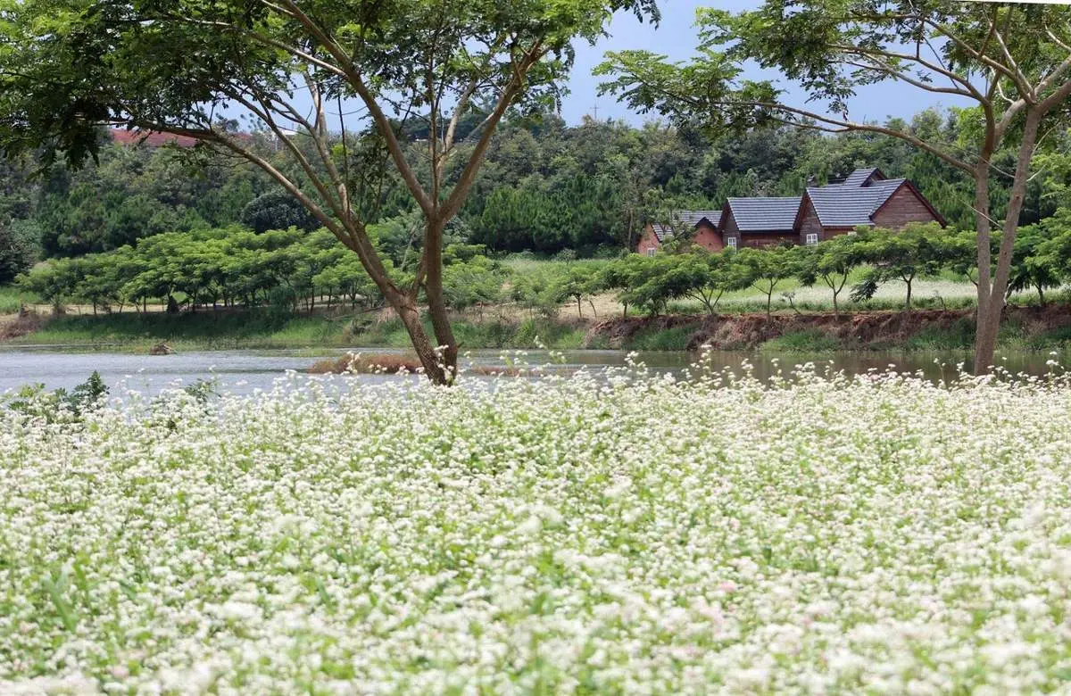 Đi Đ&agrave; Lạt v&agrave;o th&aacute;ng Ch&iacute;n v&agrave; kh&aacute;m ph&aacute; những n&eacute;t đẹp rực rỡ của th&agrave;nh phố mờ sương 5