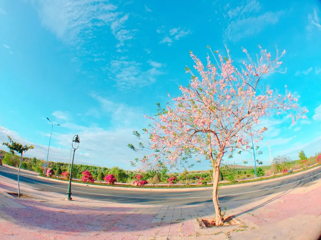 Hoa mai anh đ&agrave;o Vũng T&agrave;u đẹp m&ecirc; hồn du kh&aacute;ch 3