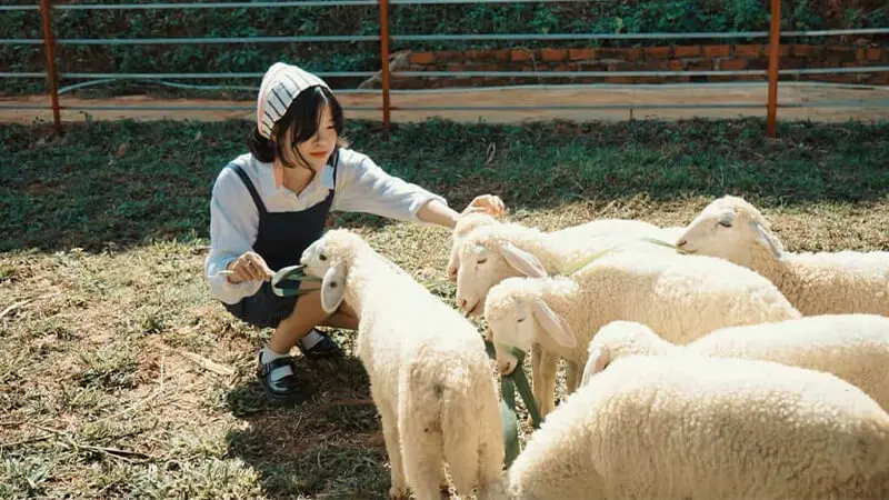 Kh&aacute;m ph&aacute; N&ocirc;ng trại cừu Frenzy Farm, thế giới động vật đ&aacute;ng y&ecirc;u 5
