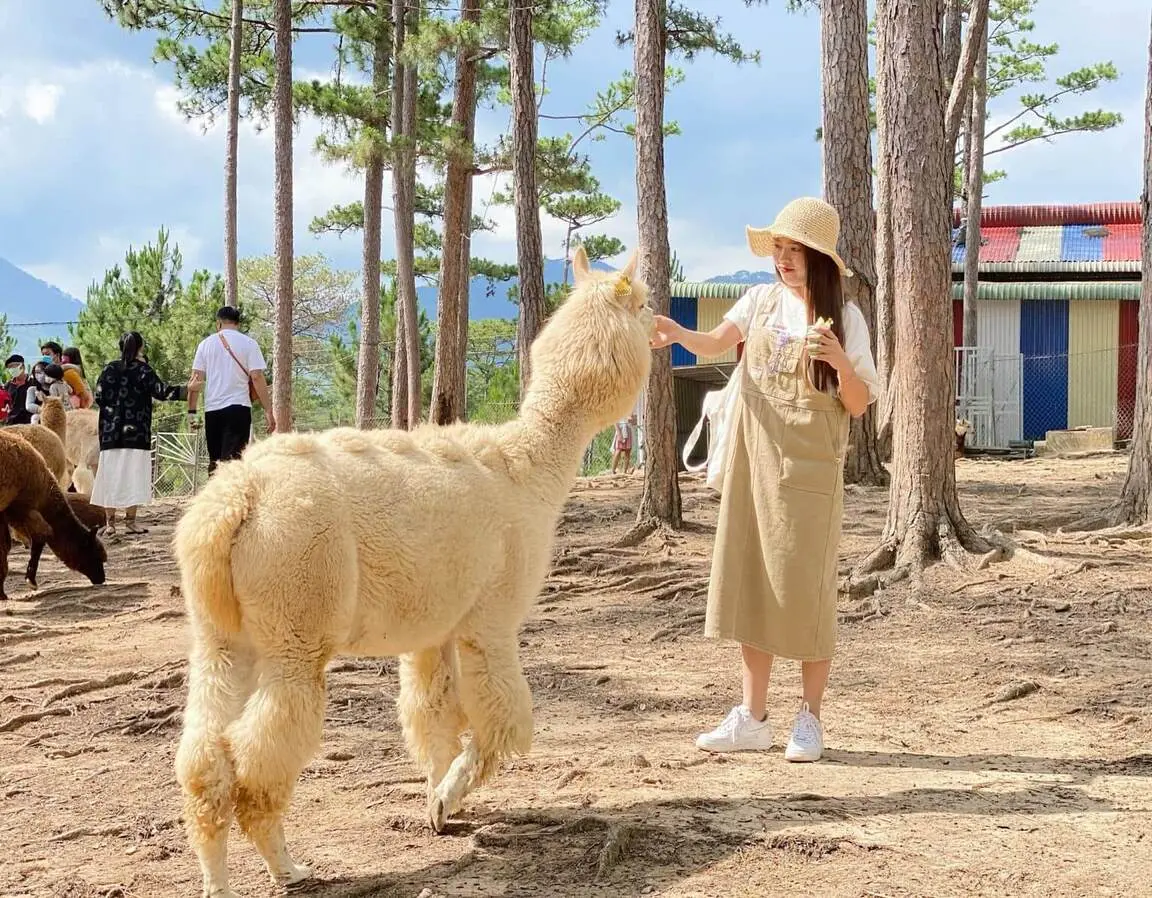Kh&aacute;m ph&aacute; Zoodoo Đ&agrave; Lạt &ndash; Vườn th&uacute; th&acirc;n thiện mang phong c&aacute;ch &Uacute;c cực th&uacute; vị 13