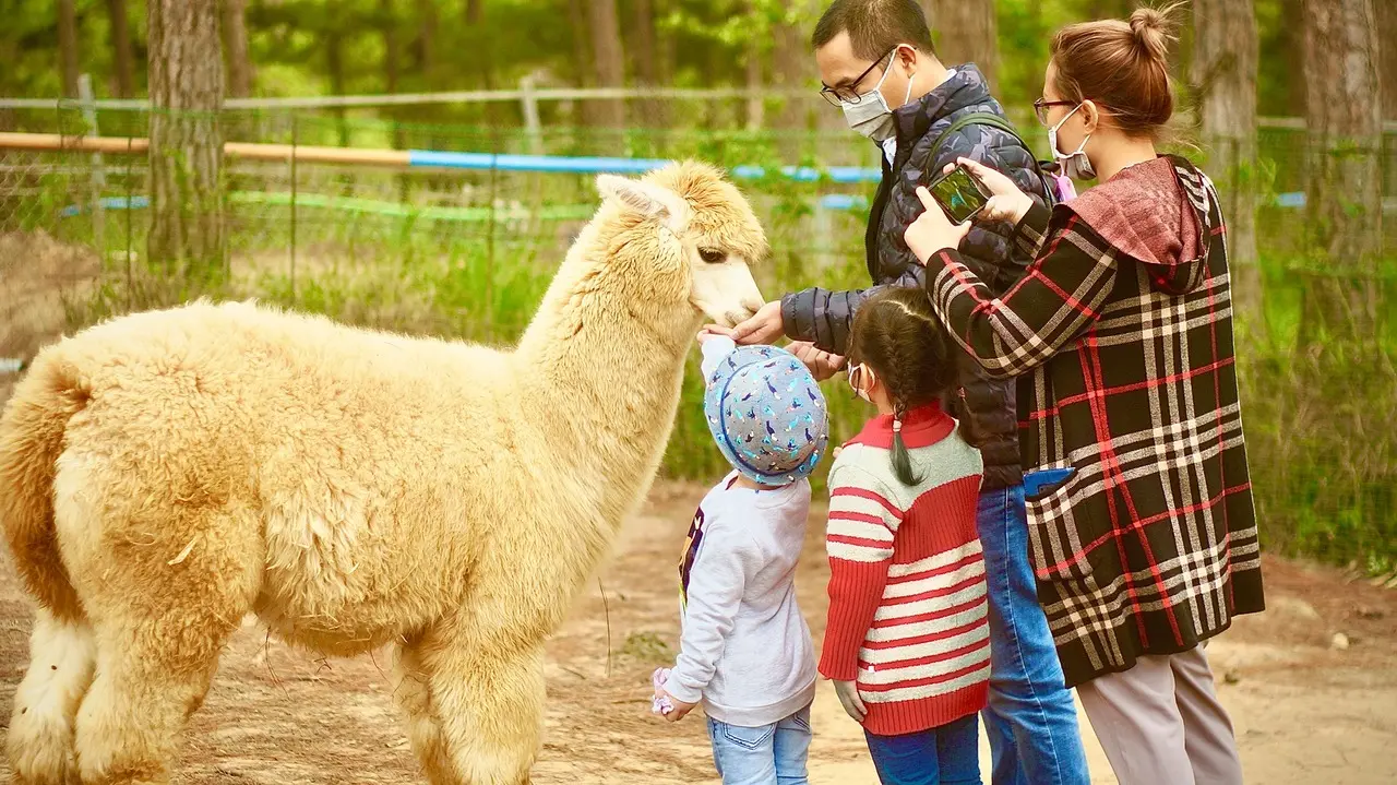 Kh&aacute;m ph&aacute; Zoodoo Đ&agrave; Lạt &ndash; Vườn th&uacute; th&acirc;n thiện mang phong c&aacute;ch &Uacute;c cực th&uacute; vị 15