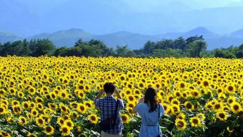 Lạc v&agrave;o m&ugrave;a hoa hướng dương Đ&agrave; Lạt rực ch&aacute;y tr&ecirc;n những ngọn đồi xanh 8
