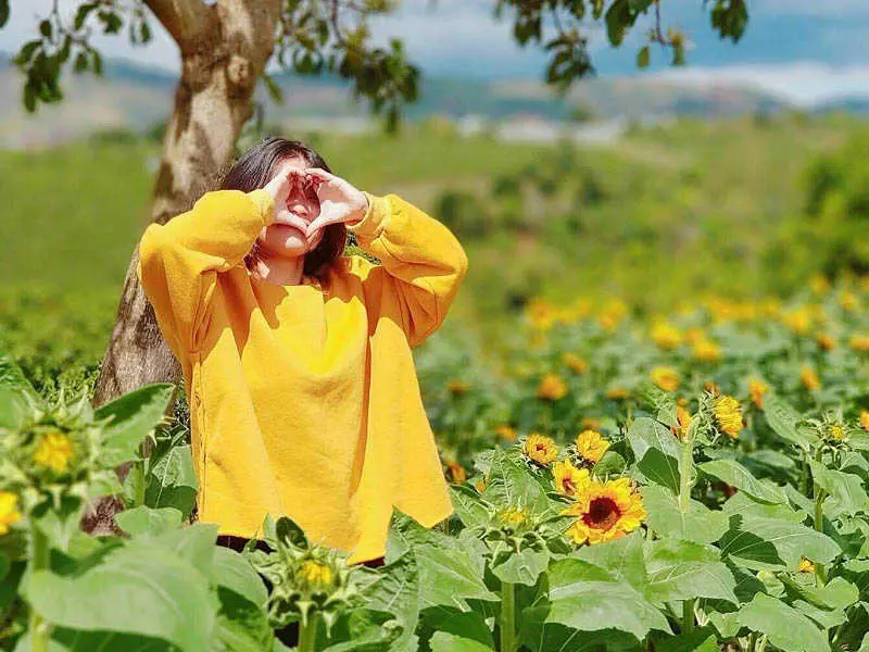 Lạc v&agrave;o m&ugrave;a hoa hướng dương Đ&agrave; Lạt rực ch&aacute;y tr&ecirc;n những ngọn đồi xanh 13