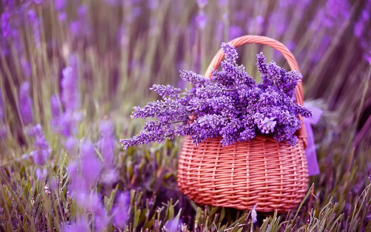 Lạc vào tiên cảnh với khu du lịch Lavender Đà Lạt 9