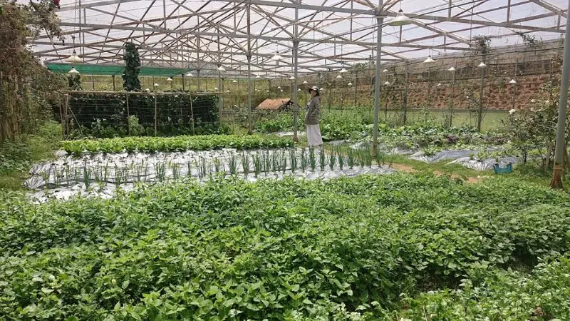 Làng nấm Đà Lạt: Thế giới đa sắc màu nơi ngoại ô thành phố 6