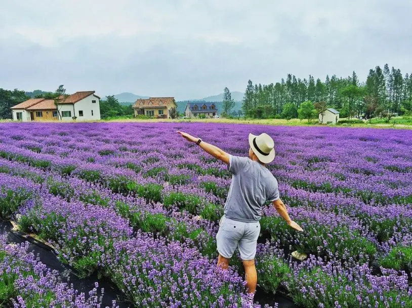 Lung linh ánh tím mùa hoa lavender Đà Lạt - Khoảnh khắc không thể bỏ lỡ 2