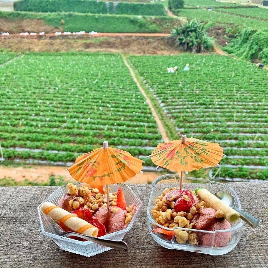 Một lần chi&ecirc;m ngưỡng c&uacute;c họa mi Đ&agrave; Lạt th&ocirc;i l&agrave; thương nhớ nhau cả đời 9