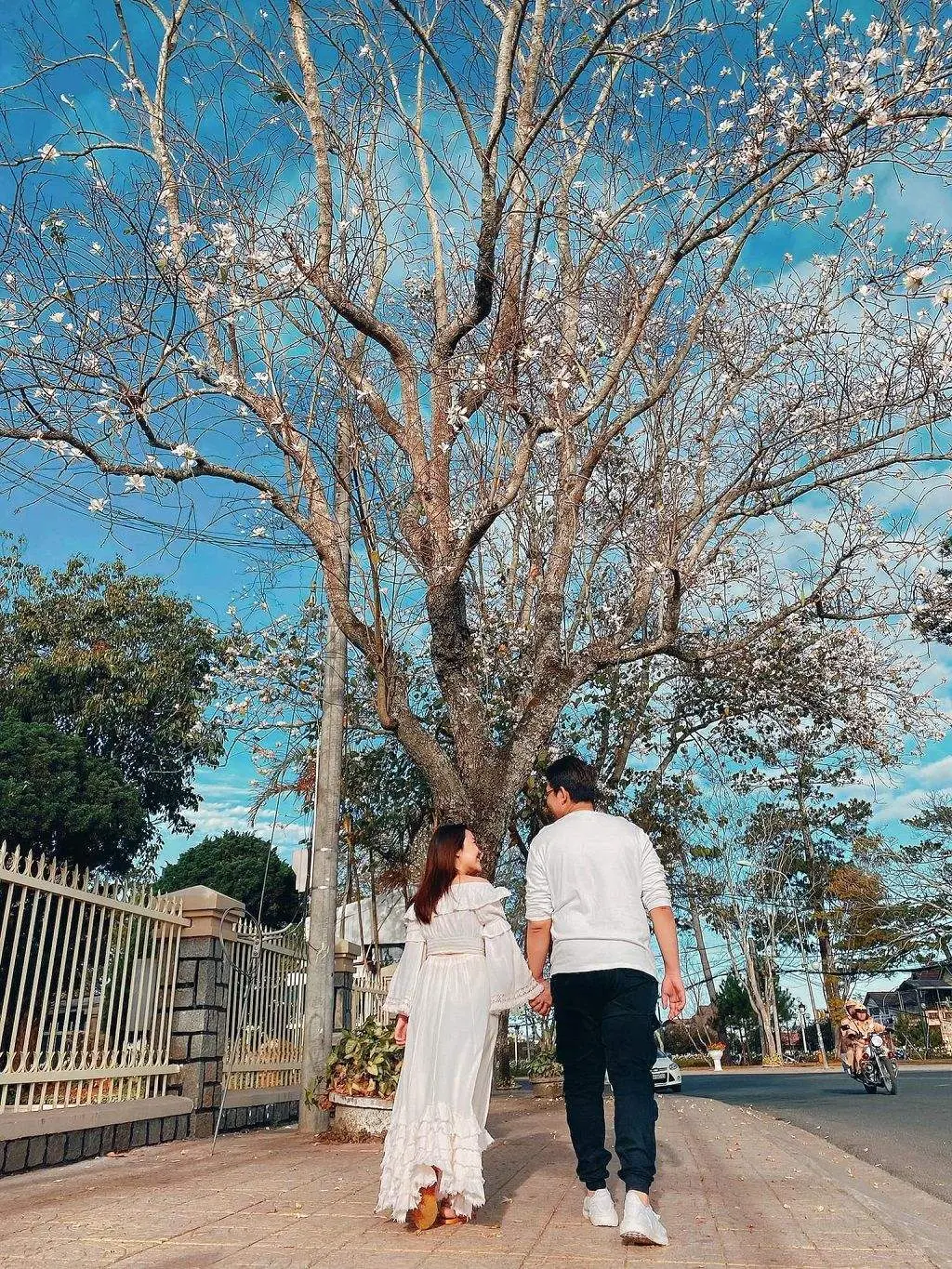 M&ugrave;a hoa ban trắng Đ&agrave; Lạt tượng trưng cho lời hẹn ước chung thủy của một t&igrave;nh y&ecirc;u l&atilde;ng mạn, trong s&aacute;ng 6