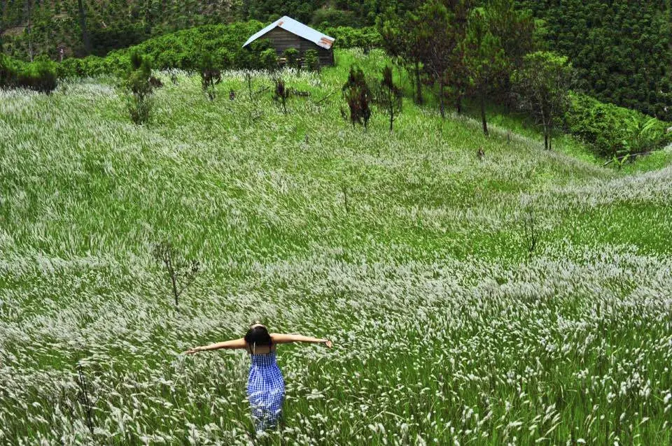 M&ugrave;a hoa cỏ lau Đ&agrave; Lạt về ngập tr&agrave;n tr&ecirc;n những c&aacute;nh đồng hoang 2