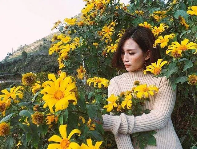 M&ugrave;a hoa d&atilde; quỳ Đ&agrave; Lạt - Sắc v&agrave;ng hoang dại chốn cao nguy&ecirc;n 9