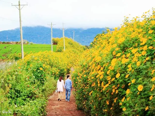 M&ugrave;a hoa d&atilde; quỳ Đ&agrave; Lạt - Sắc v&agrave;ng hoang dại chốn cao nguy&ecirc;n 10