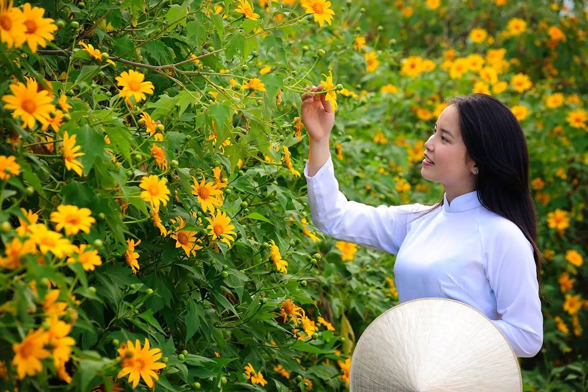 M&ugrave;a hoa d&atilde; quỳ Đ&agrave; Lạt - Sắc v&agrave;ng hoang dại chốn cao nguy&ecirc;n 11