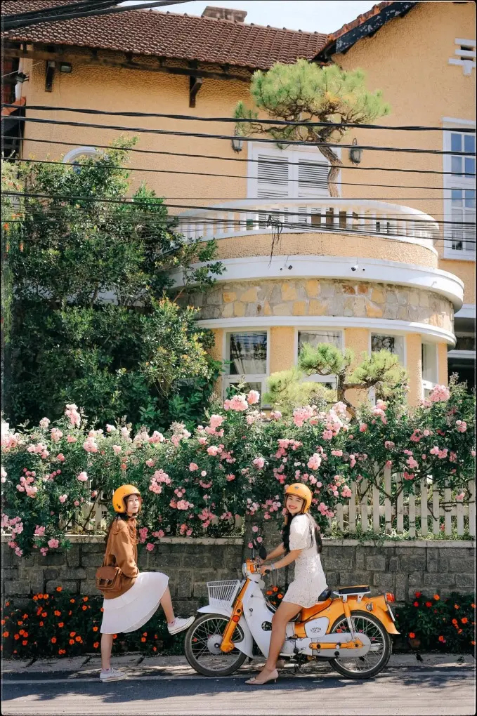Ngẩn ngơ trước vẻ đẹp của h&agrave;ng r&agrave;o hoa hồng Đ&agrave; Lạt - 'N&agrave;ng thơ' mới của th&agrave;nh phố mộng mơ 4