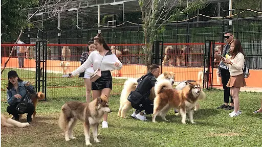 N&ocirc;ng trại c&uacute;n Puppy Farm Đ&agrave; Lạt - Nơi check-in c&ugrave;ng những ch&uacute; Pet dễ thương 2