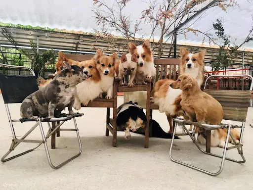 N&ocirc;ng trại c&uacute;n Puppy Farm Đ&agrave; Lạt - Nơi check-in c&ugrave;ng những ch&uacute; Pet dễ thương 3