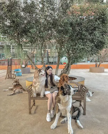 N&ocirc;ng trại c&uacute;n Puppy Farm Đ&agrave; Lạt - Nơi check-in c&ugrave;ng những ch&uacute; Pet dễ thương 12