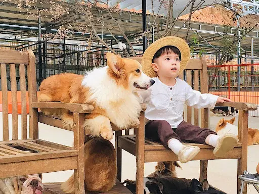 N&ocirc;ng trại c&uacute;n Puppy Farm Đ&agrave; Lạt - Nơi check-in c&ugrave;ng những ch&uacute; Pet dễ thương 4