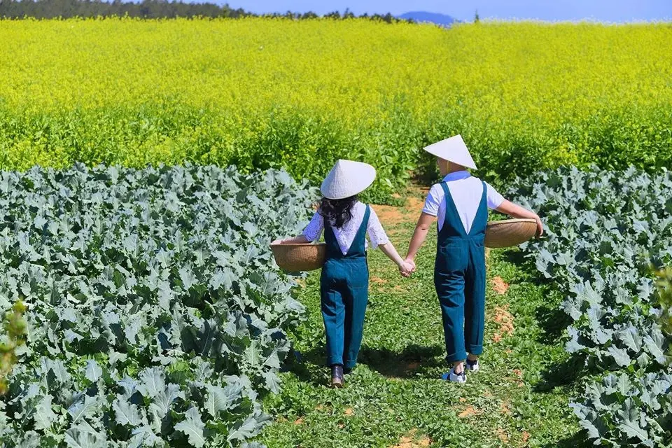 Rực rỡ m&ugrave;a hoa cải v&agrave;ng Đ&agrave; Lạt s&aacute;ng bừng cả kh&ocirc;ng gian 4