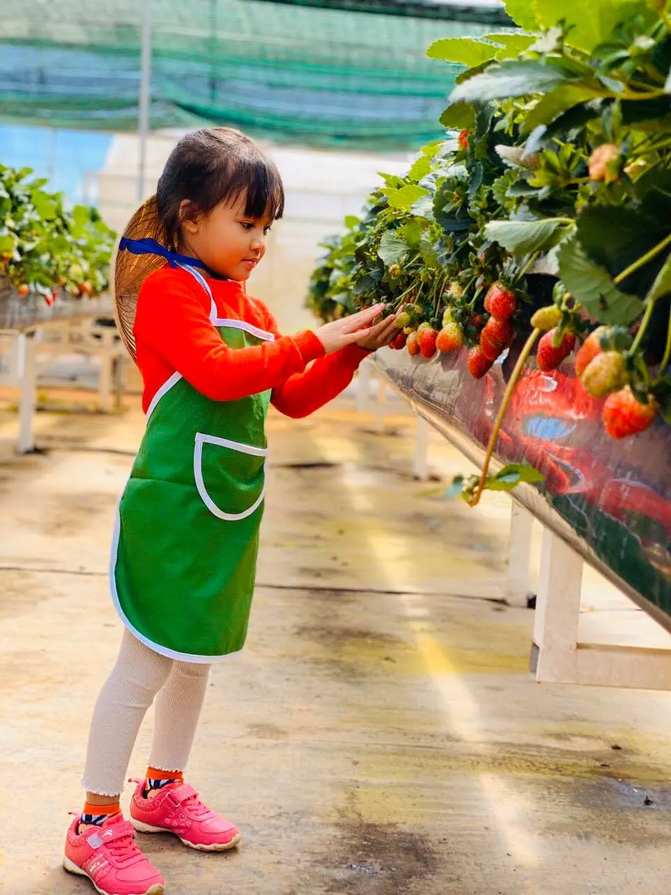 Thả hồn m&igrave;nh theo m&acirc;y gi&oacute; nơi đồi ch&egrave; Cầu Đất xanh mướt bạt ng&agrave;n 11