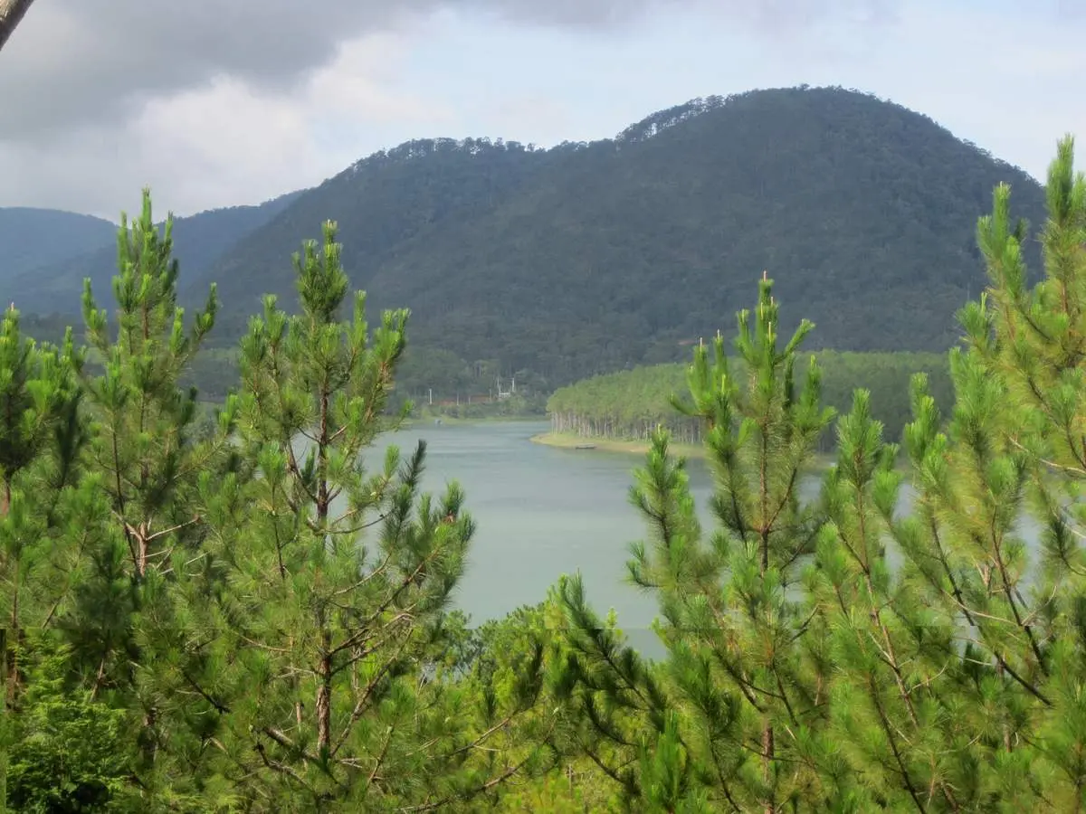 Thung lũng V&agrave;ng đầy thơ mộng tại cao nguy&ecirc;n L&acirc;m Vi&ecirc;n 6