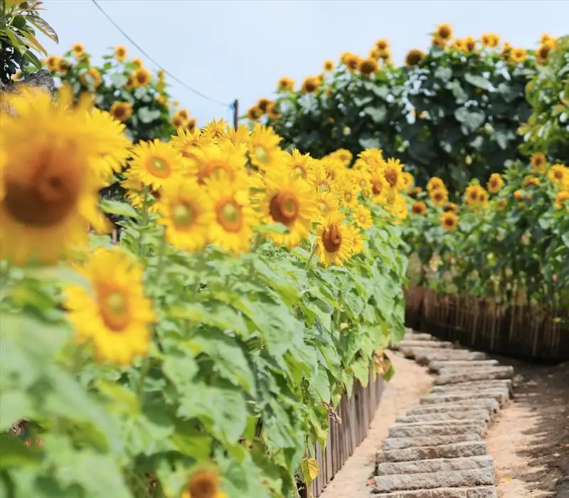 Top 9 vườn hoa Đà Lạt với vẻ đẹp thơ mộng bạn không nên bỏ lỡ 7