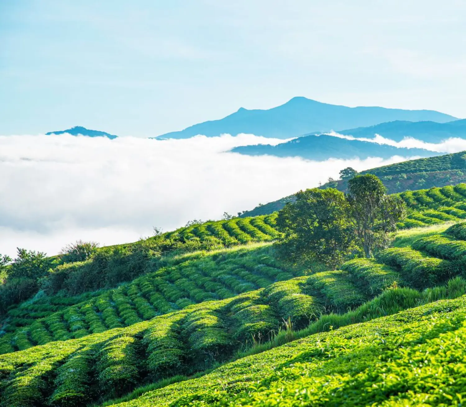 Trại M&aacute;t Đ&agrave; Lạt: Vi&ecirc;n ngọc b&igrave;nh y&ecirc;n giữa l&ograve;ng th&agrave;nh phố ng&agrave;n hoa 5