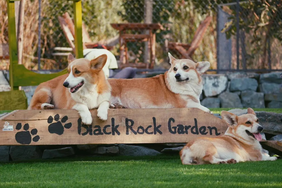 Trở về tuổi thơ bị ch&oacute; rượt phi&ecirc;n bản đ&aacute;ng y&ecirc;u tại n&ocirc;ng trại c&uacute;n cưng Black Rock Garden 4