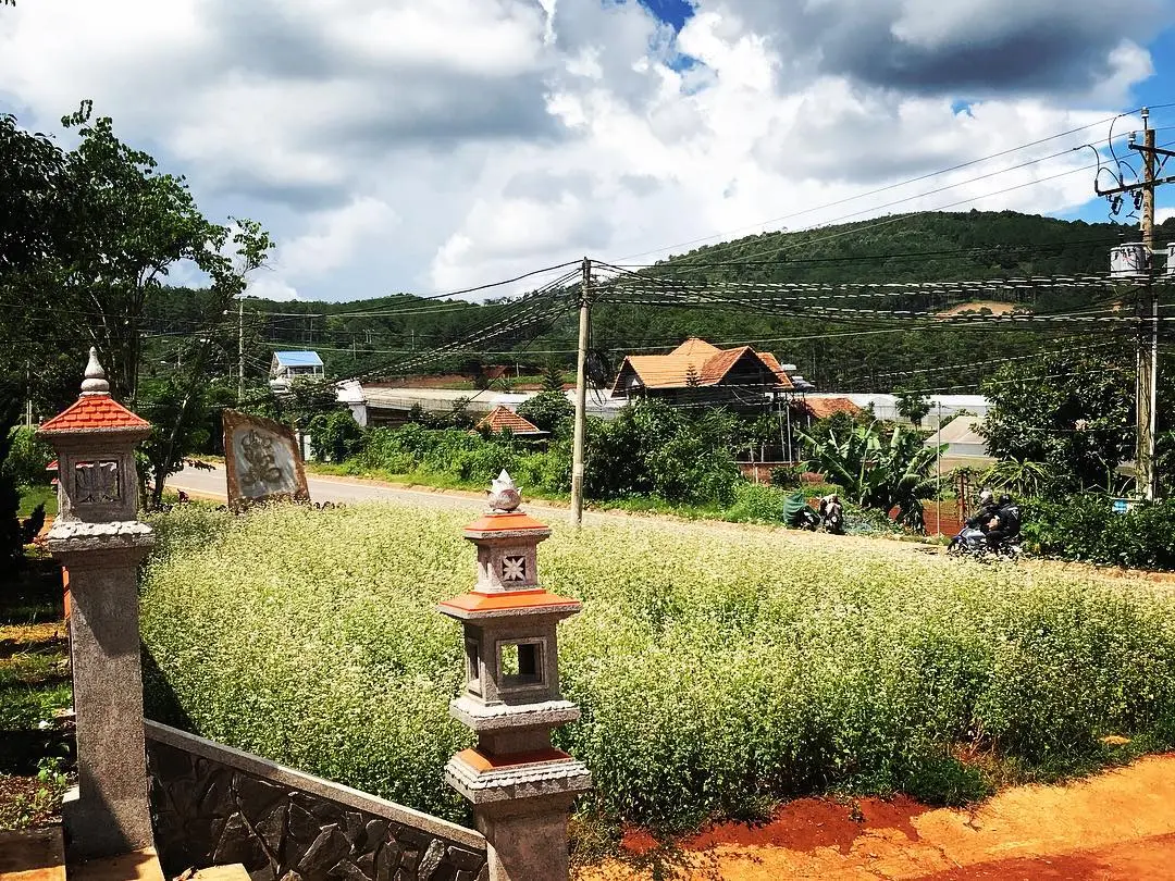 Trọn bộ kinh nghiệm kh&aacute;m ph&aacute; m&ugrave;a hoa tam gi&aacute;c mạch Đ&agrave; Lạt 5