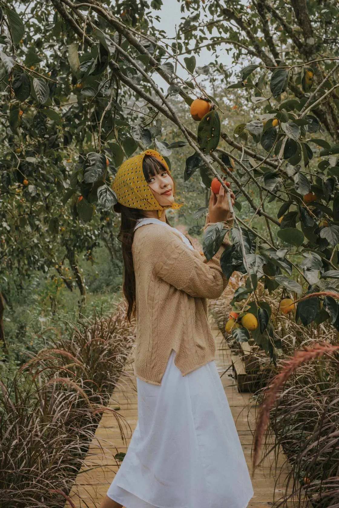 Truy t&igrave;m những vườn hồng Đ&agrave; Lạt đẹp ph&aacute;t hờn n&agrave;y 5