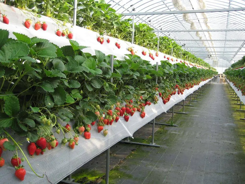 Vi vu vườn dâu Đà Lạt với những trải nghiệm thật đáng nhớ 5