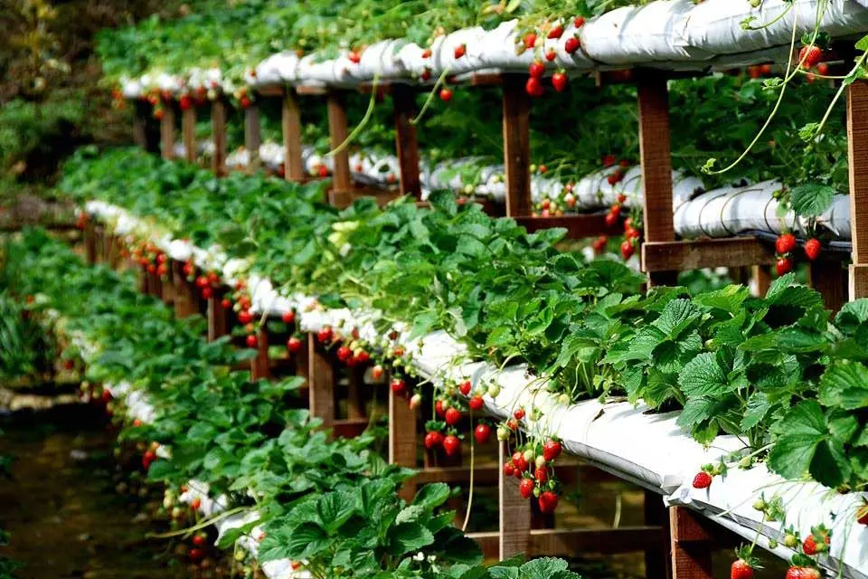 Vi vu vườn dâu Đà Lạt với những trải nghiệm thật đáng nhớ 4