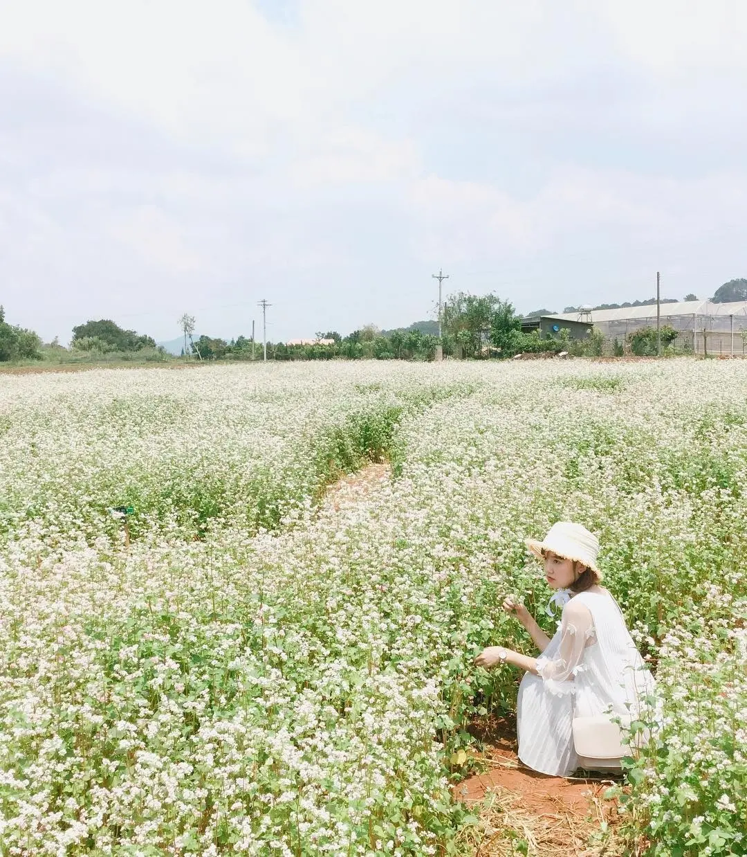 Vườn hoa tam gi&aacute;c mạch T&agrave; Nung - Chi&ecirc;m ngưỡng c&aacute;nh đồng hoa khoe sắc tại Đ&agrave; Lạt 9