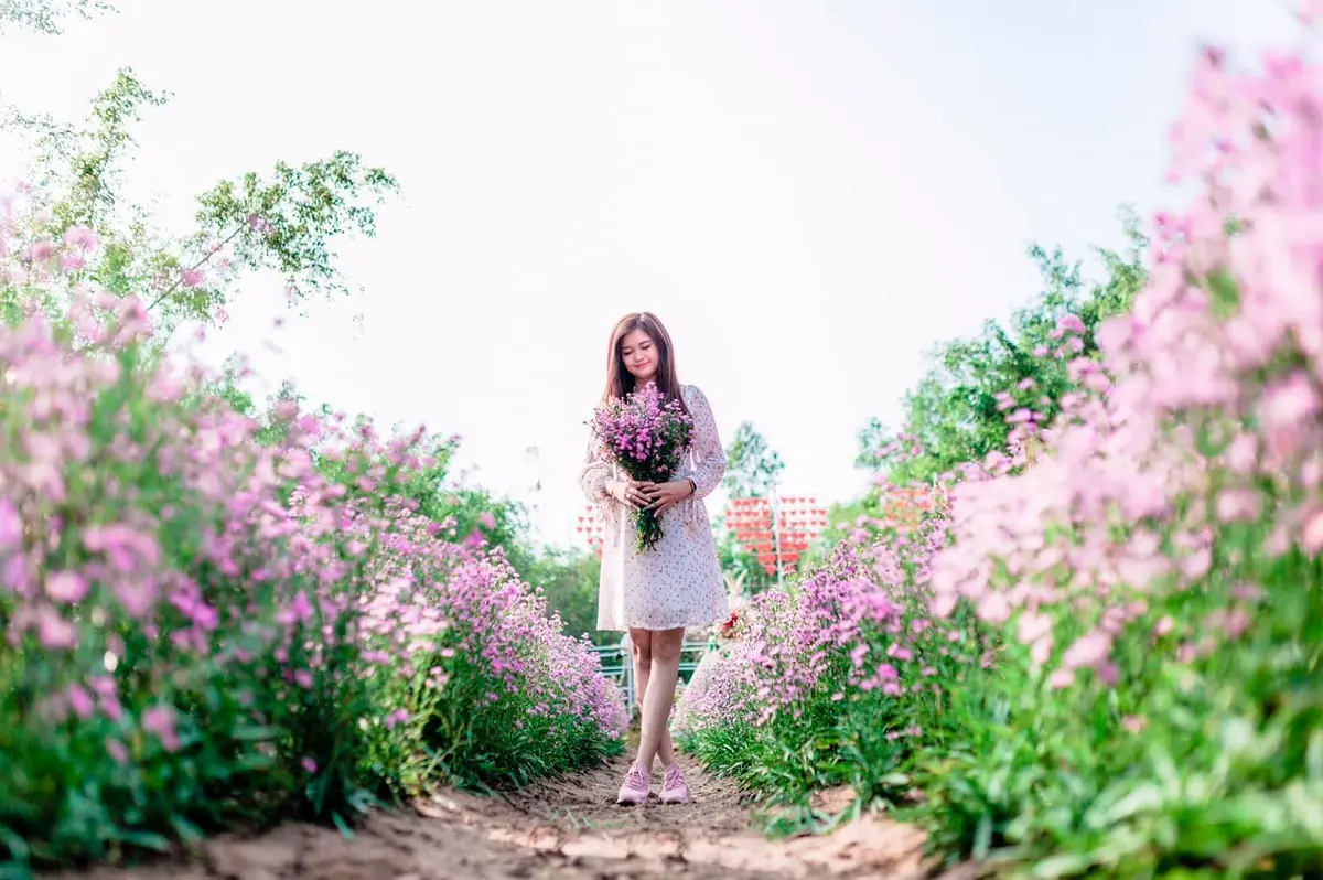 Vườn hoa thạch thảo Đ&agrave; Lạt - Điểm sống ảo si&ecirc;u hot tại Đ&agrave; Lạt 6