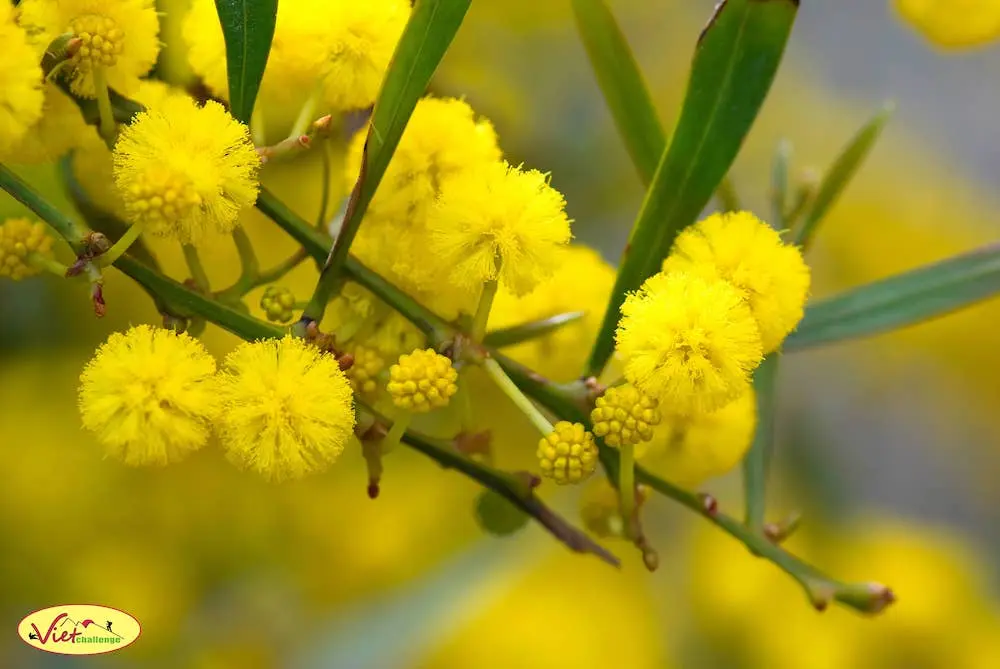 Xu&acirc;n về rồi, m&igrave;nh c&ugrave;ng đi ngắm m&ugrave;a hoa mimosa Đ&agrave; Lạt th&ocirc;i 2