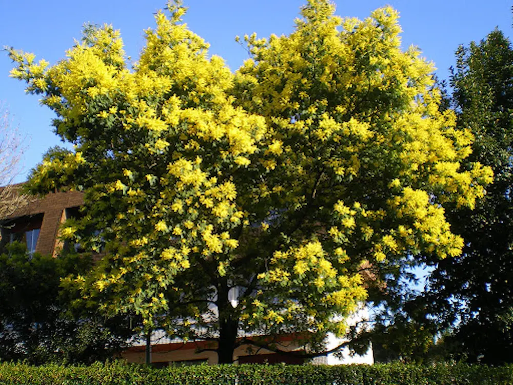 Xu&acirc;n về rồi, m&igrave;nh c&ugrave;ng đi ngắm m&ugrave;a hoa mimosa Đ&agrave; Lạt th&ocirc;i 9