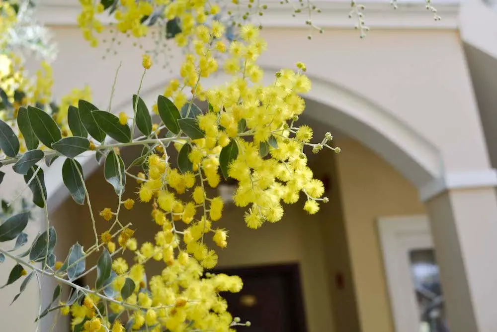 Xu&acirc;n về rồi, m&igrave;nh c&ugrave;ng đi ngắm m&ugrave;a hoa mimosa Đ&agrave; Lạt th&ocirc;i 6